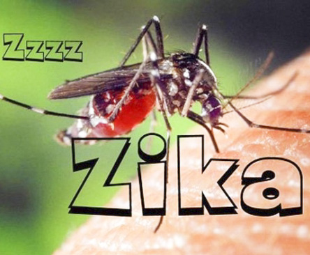 Tiêu diệt Zika bằng muỗi mang vi khuẩn Wolbachia